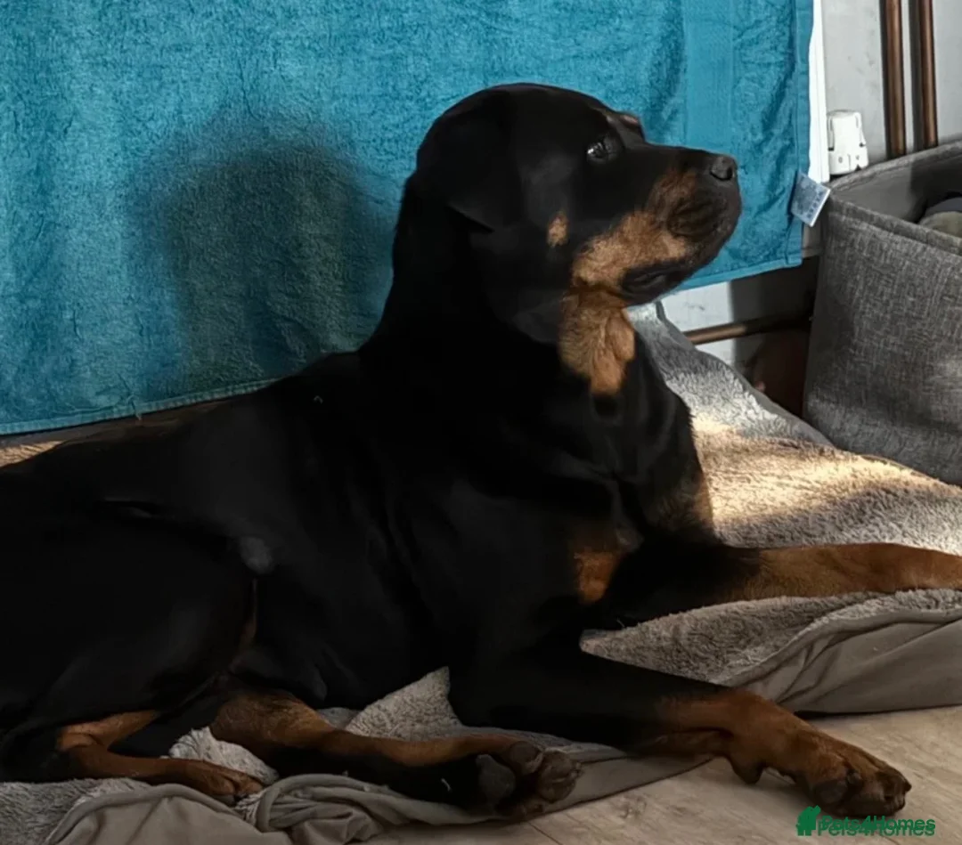 Mixed Breed dogs for sale: Gentle 8 week selling due to family allegry in Haywards Heath - Advert 8