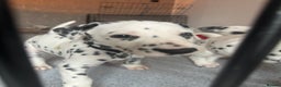 Dalmatian dogs for sale: PEDIGREE Dalmatian Puppies ready NOW - Advert 27
