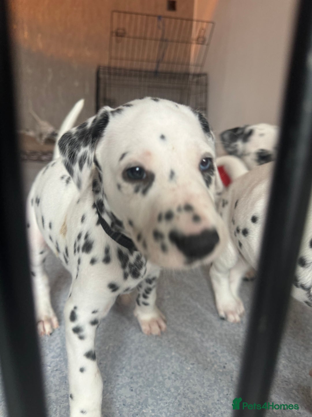 Dalmatian dogs for sale: PEDIGREE Dalmatian Puppies ready NOW - Advert 27