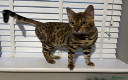 Bengal cats for sale: URGENT Male Bengal for sale - Image 2