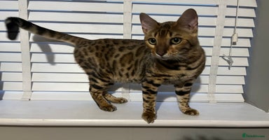 Bengal cats - Advert 3
