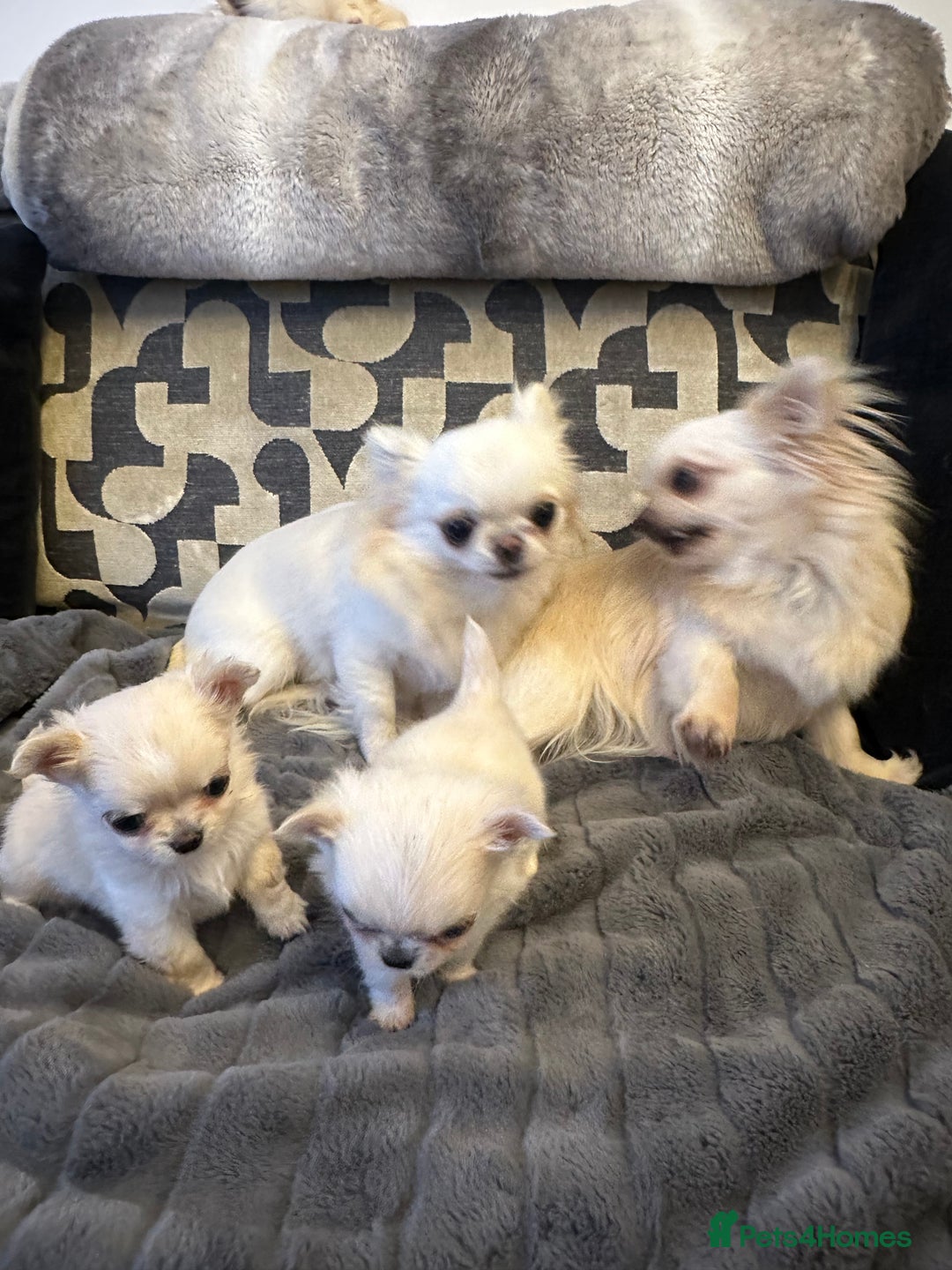 Chihuahua dogs for sale: KC Reg Russian and Czech Champions puppies L/C - Advert 21