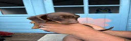 Jackshund dogs for sale: Dachshunds x jackrussell puppys - Advert 16