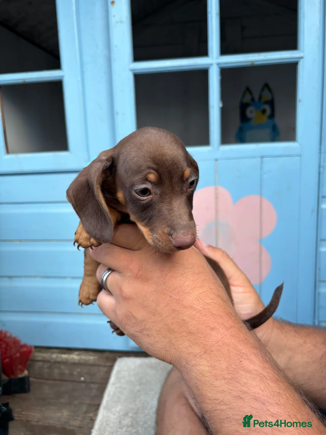 Jackshund dogs for sale: Dachshunds x jackrussell puppys - Advert 16