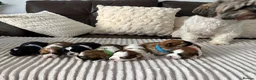 Shih Tzu dogs for sale: Beautiful Shih Tzu puppies  - Advert 2