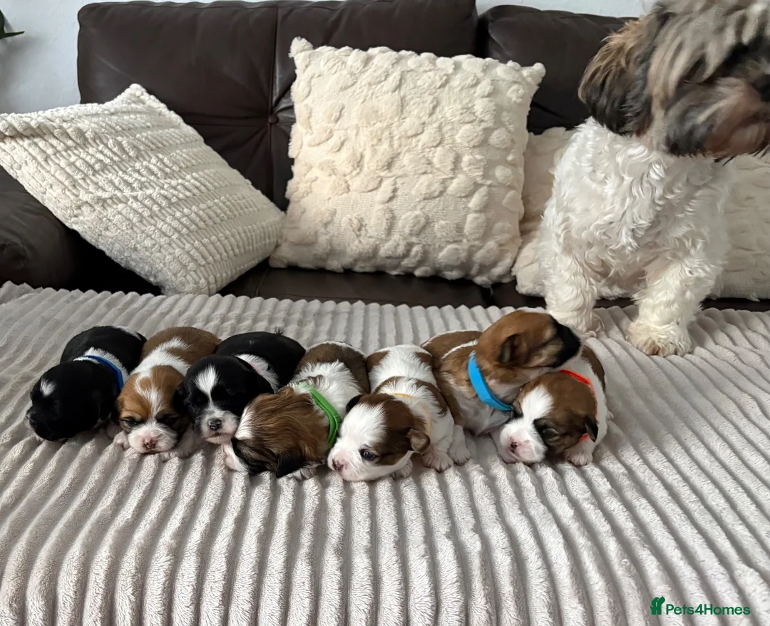 Shih Tzu dogs for sale: Beautiful Shih Tzu puppies  - Advert 2