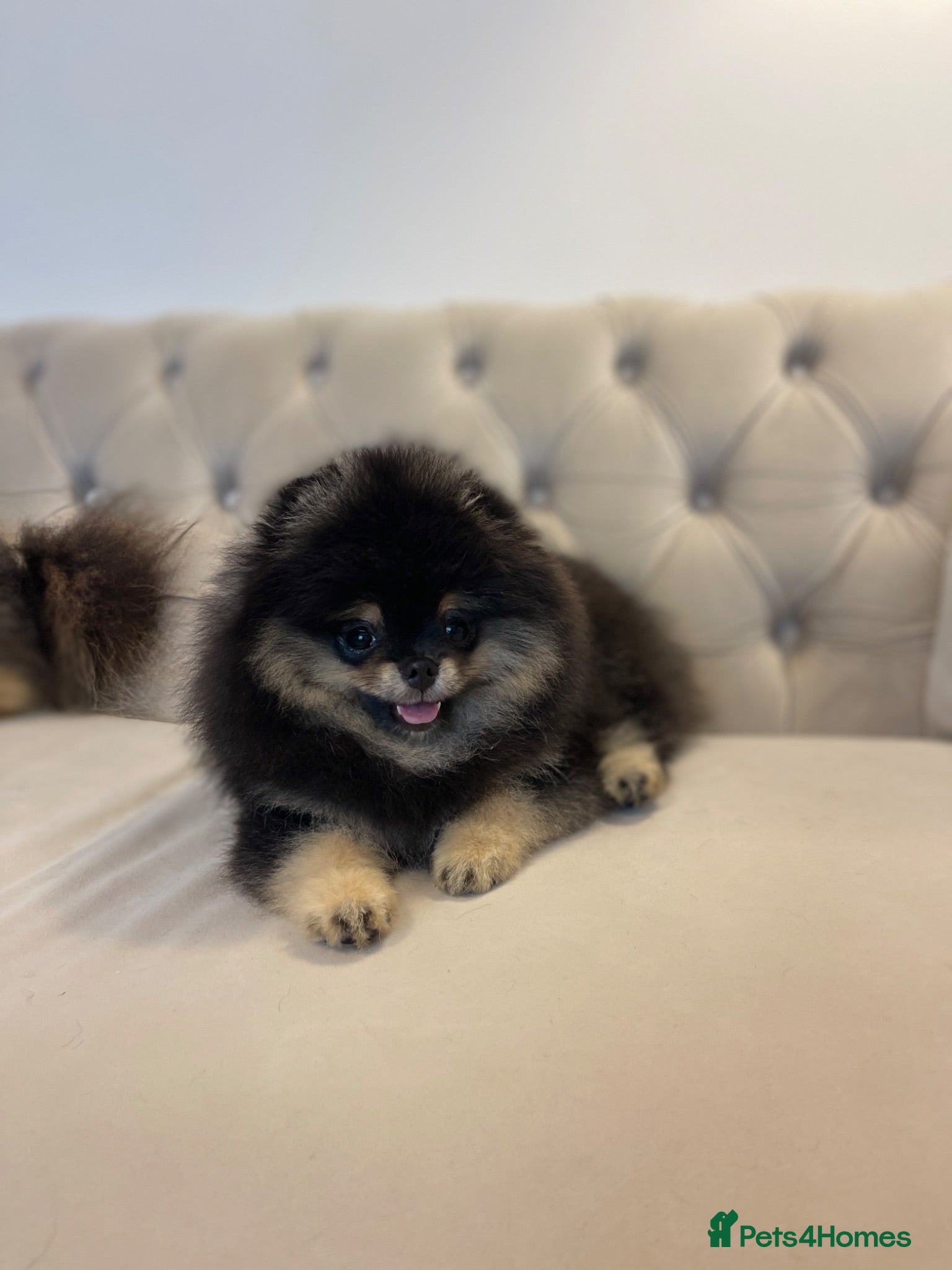 Pomeranian dogs 👑 Exclusive Rare Black & Tan Pomeranians 👑 - Advert 6
