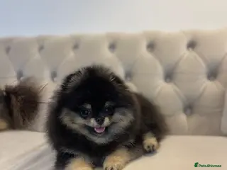 Pomeranian dogs 👑 Exclusive Rare Black & Tan Pomeranians 👑 - Advert 6