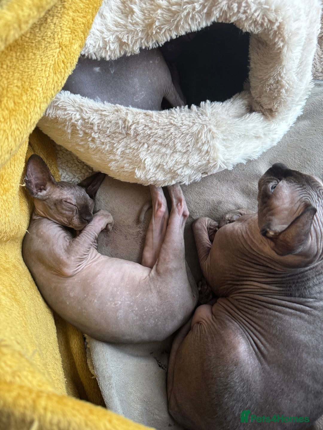 Sphynx cats for sale: 2 Sphynx Girls Ready for Forever Homes - Image 8