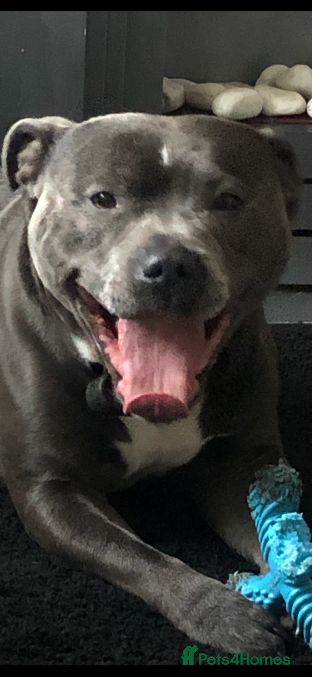 Staffordshire Bull Terrier dogs for stud: For stud - Advert 3