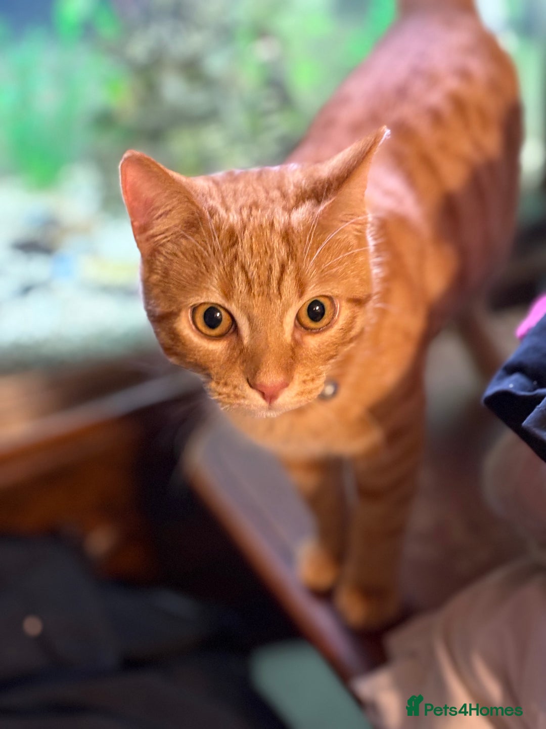 Domestic Shorthair cats for sale: Beautiful 6 month old ginger tabby male. - Advert 9