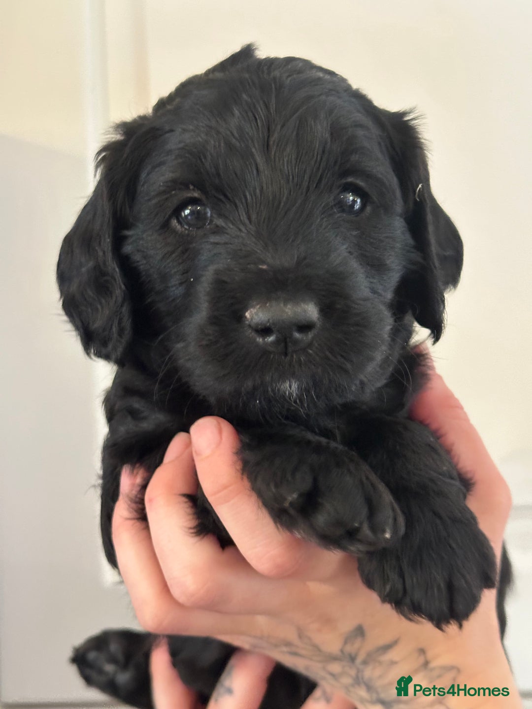 Labradoodle dogs for sale: Beautiful 50/50 British x Australian Labradoodles in Knighton - Image 24
