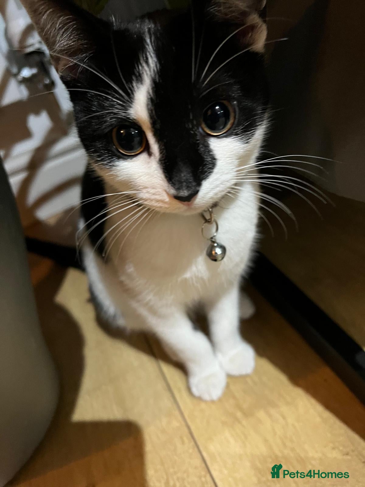 Mixed Breed cats 5 month old beautiful female  - Advert 1