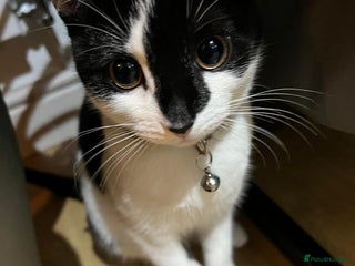 Mixed Breed cats 5 month old beautiful female - Advert 1