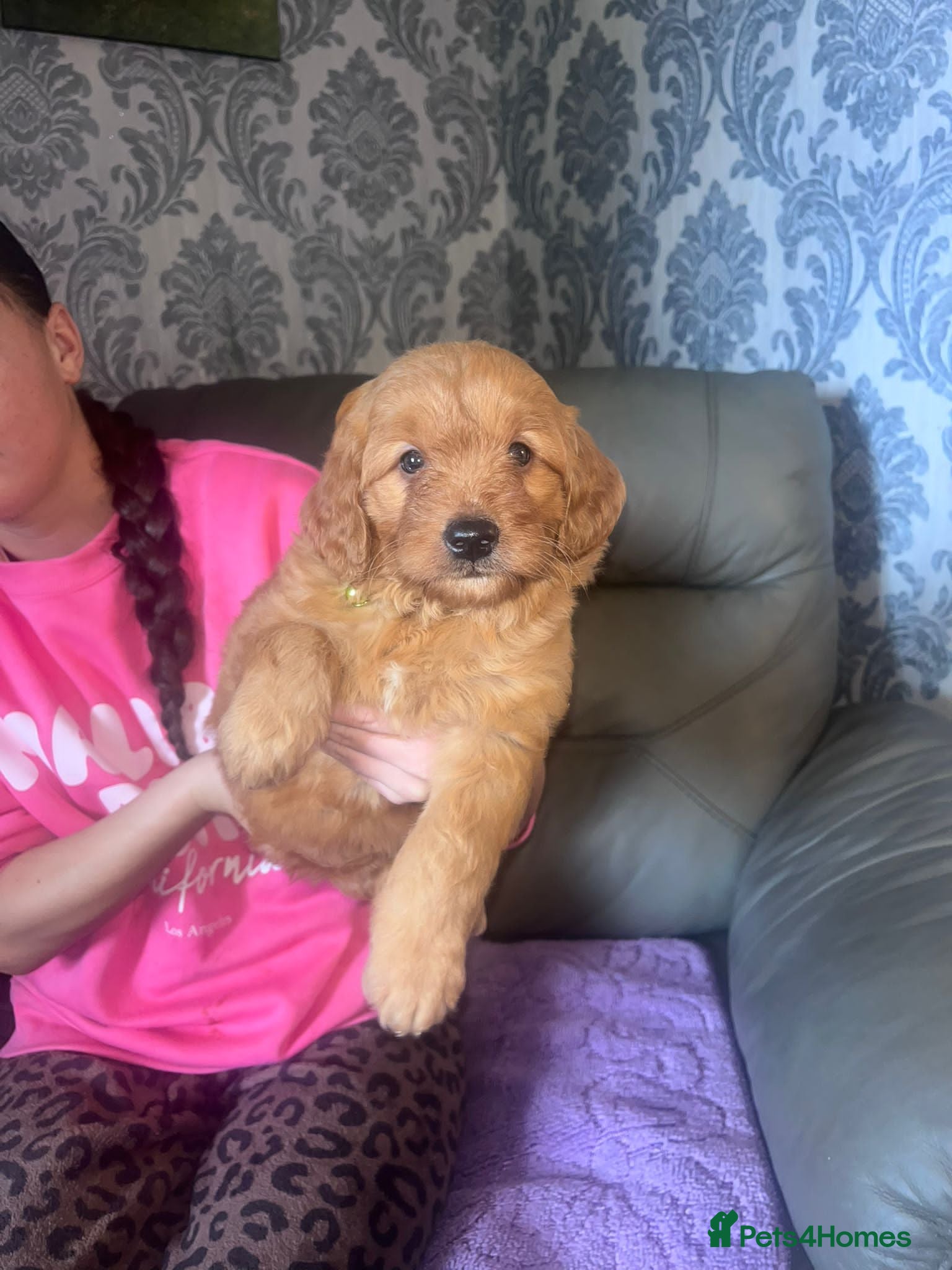 Mini Goldendoodle dogs Beautiful Miniature golden doodles  - Advert 2