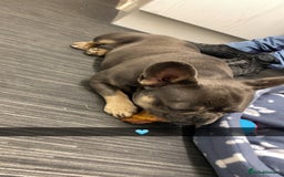 French Bulldog dogs for sale: Male Frenchie 2 years old - Image 4