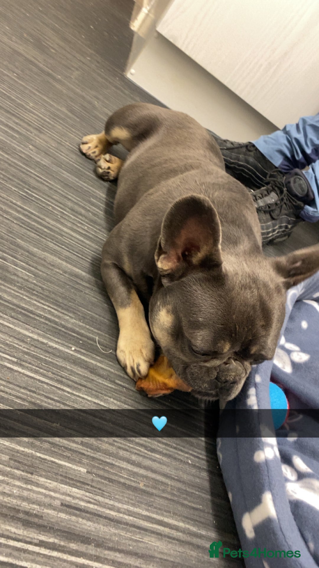 French Bulldog dogs for sale: Male Frenchie 2 years old - Image 4