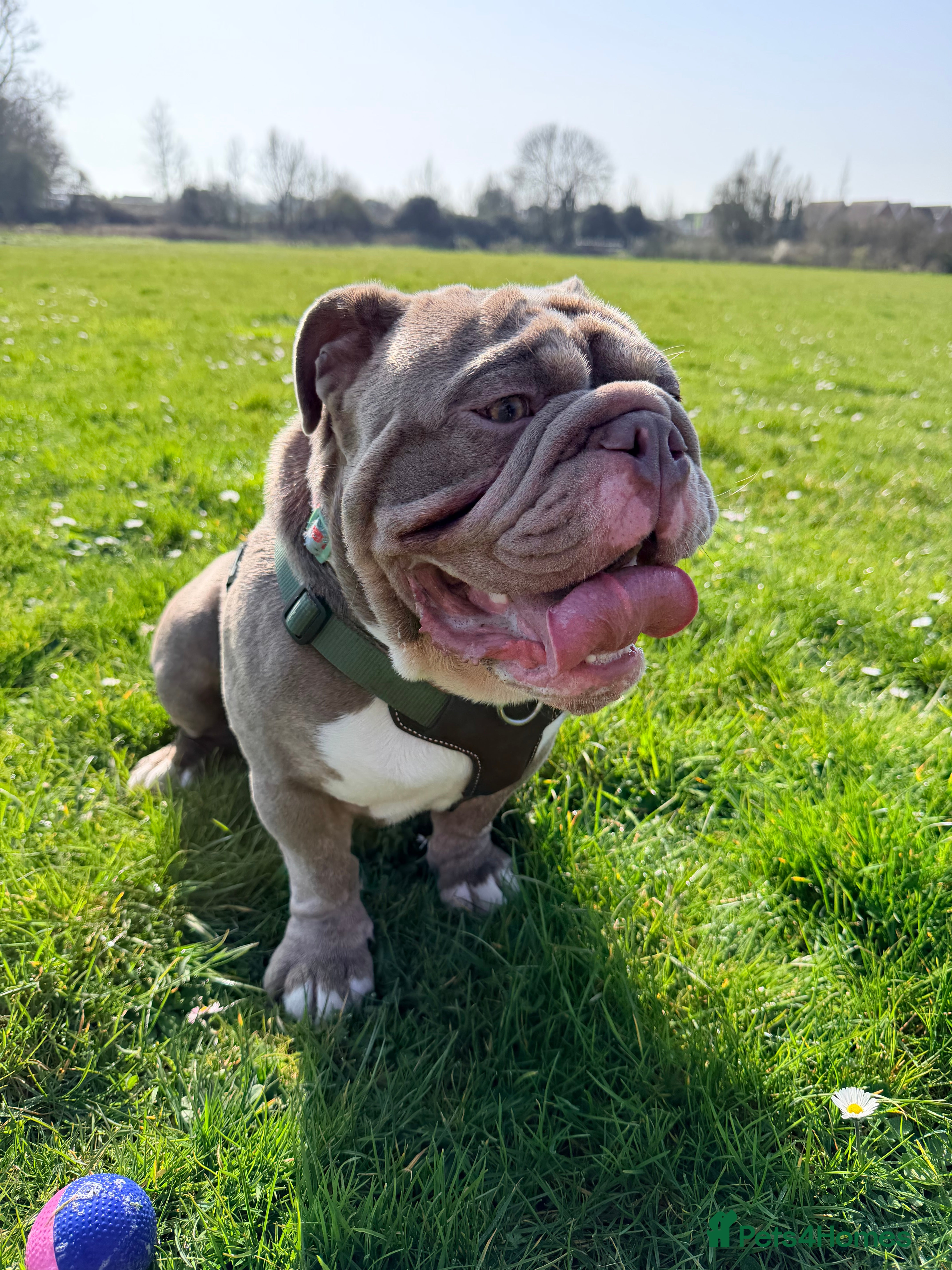 English Bulldog dogs English Bulldog for Stud in Bognor Regis - Advert 1