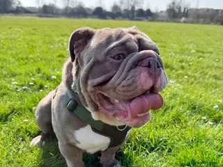 English Bulldog dogs English Bulldog for Stud in Bognor Regis - Advert 4