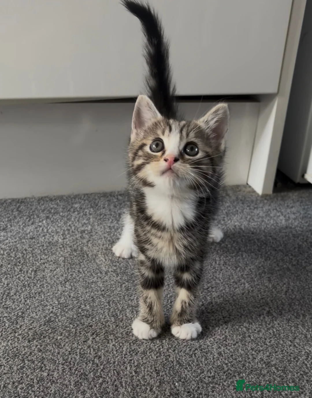 Ragdoll cats for sale: One beautiful RagdollX girl 7 weeks  - Advert 2