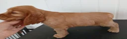 Cocker Spaniel dogs for sale: Show Type cocker puppies - Advert 5