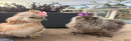 Chickens poultry for sale: 3 beautiful female silkies  - Advert 19