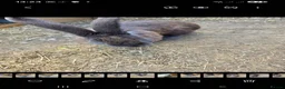 Continental Giant rabbits for sale: Rare Blue Continental Giant Rabbits in Croydon - Advert 4