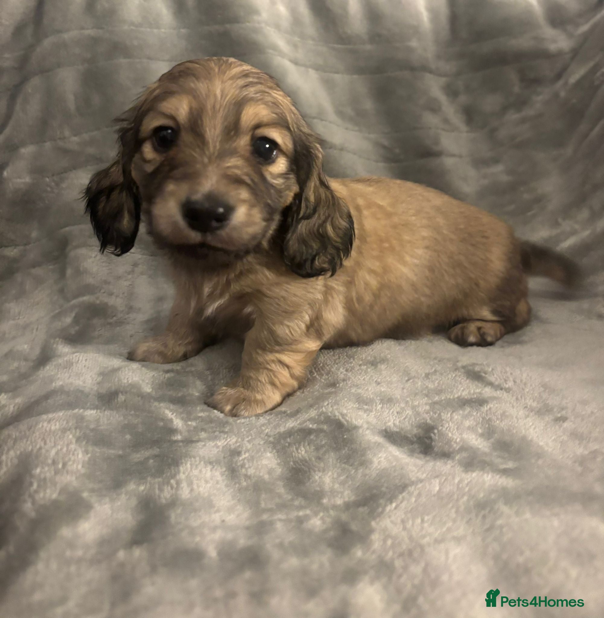 Miniature Dachshund dogs Long haired dachshund pups - Ready to leave  - Advert 4