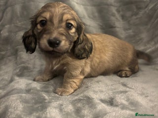 Miniature Dachshund dogs Long haired dachshund pups - Ready to leave - Advert 5