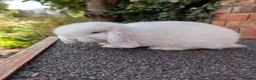 Mini Lop rabbits for sale: Mini lop babies looking for homes  - Advert 8