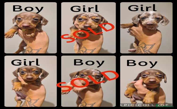 Miniature Dachshund dogs - Advert 9