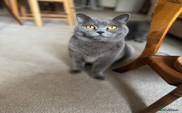 British Shorthair cats for sale: A loving and very affectionate 6 year old BSH boy - Image 10