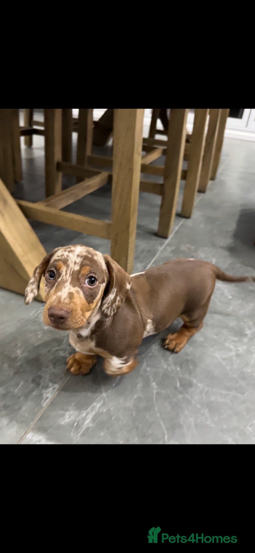 Miniature Dachshund dogs Ready now Beautiful miniature dachshund  - Advert 2