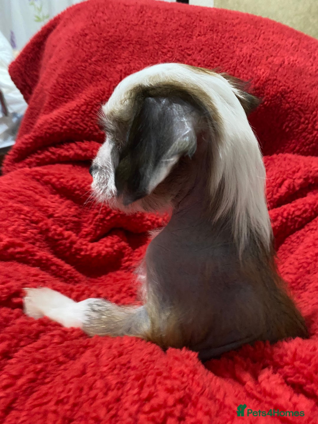 Chinese Crested dogs for sale: TRULY TRULY SCRUMPTIOUS apricot powder puff GIRL   - Advert 20