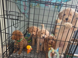 Toy Poodle dogs - Advert 7