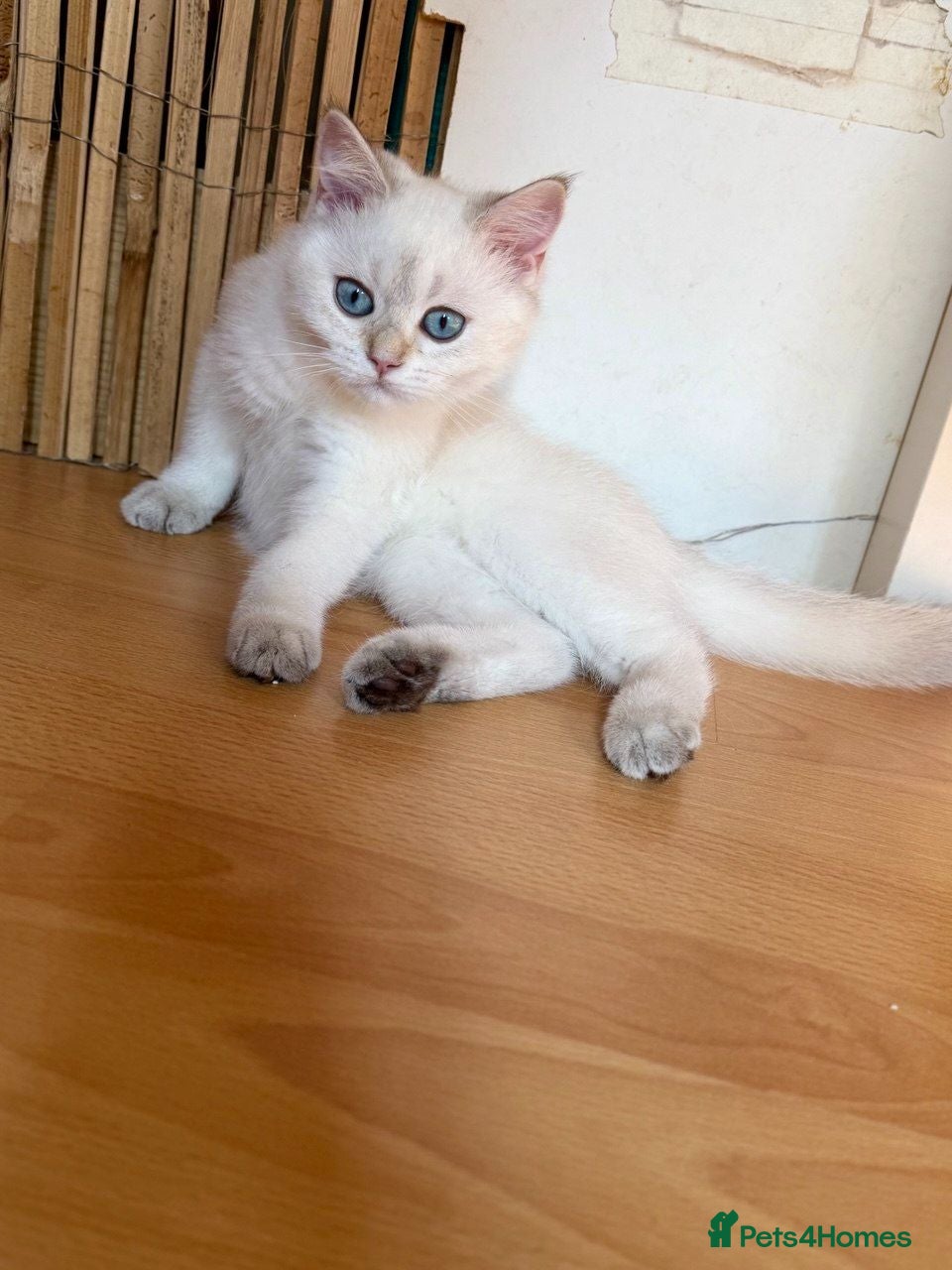 British Longhair cats Stunning  White British Kittens Vaccinated - Advert 6