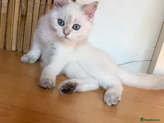 British Longhair cats Stunning White British Kittens Vaccinated - Advert 6
