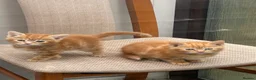 Mixed Breed cats for sale:  Gorgeous Tiger Pattern Mackerel Tabbies - Advert 10