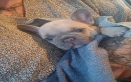 French Bulldog dogs for sale: 6 beautiful frenchies  - Image 23