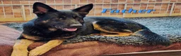 German Shepherd dogs for sale: 1 Gorgeous Male German Shepherd puppy - Advert 24
