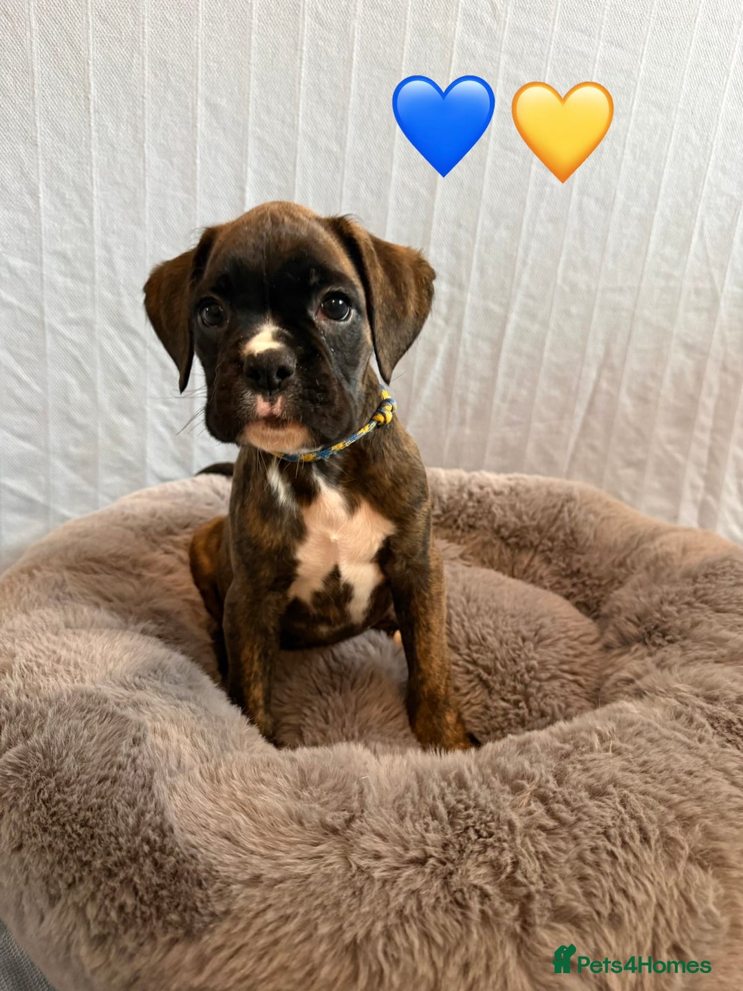 Boxer dogs for sale: 5 KC Reg Brindle Boxer Puppies. - Advert 2