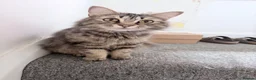 Mixed Breed cats for sale: Adorable kitten for sale  - Advert 2