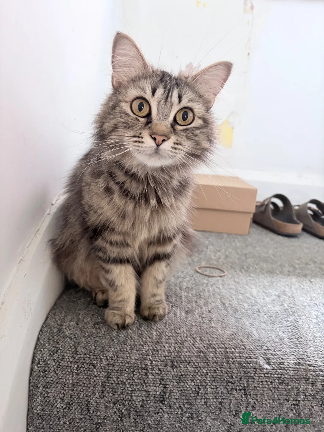 Mixed Breed cats for sale: Adorable kitten for sale  - Advert 2