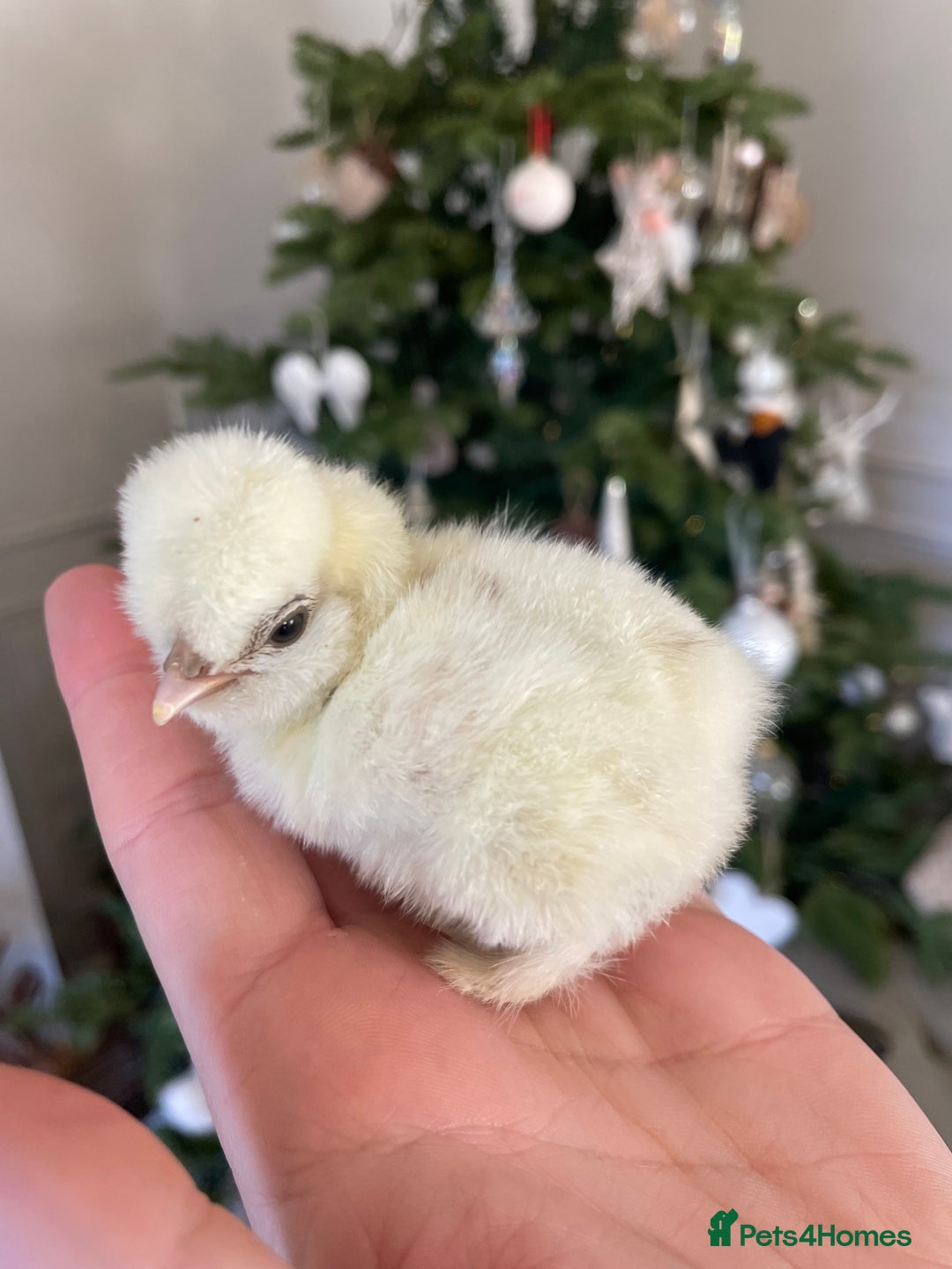 Chickens poultry for sale: PREORDER🤎🤍Day old USA Silkie Chicks (25/12) 🤍🤎 - Advert 5