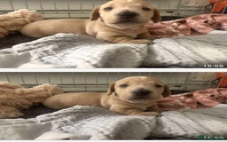 Miniature Dachshund dogs for stud: Black and cream proven gorgeous boy for stud only  - Image 4