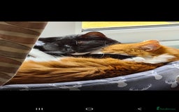 Mixed Breed cats for sale: Beautiful cats need new home! - Image 4