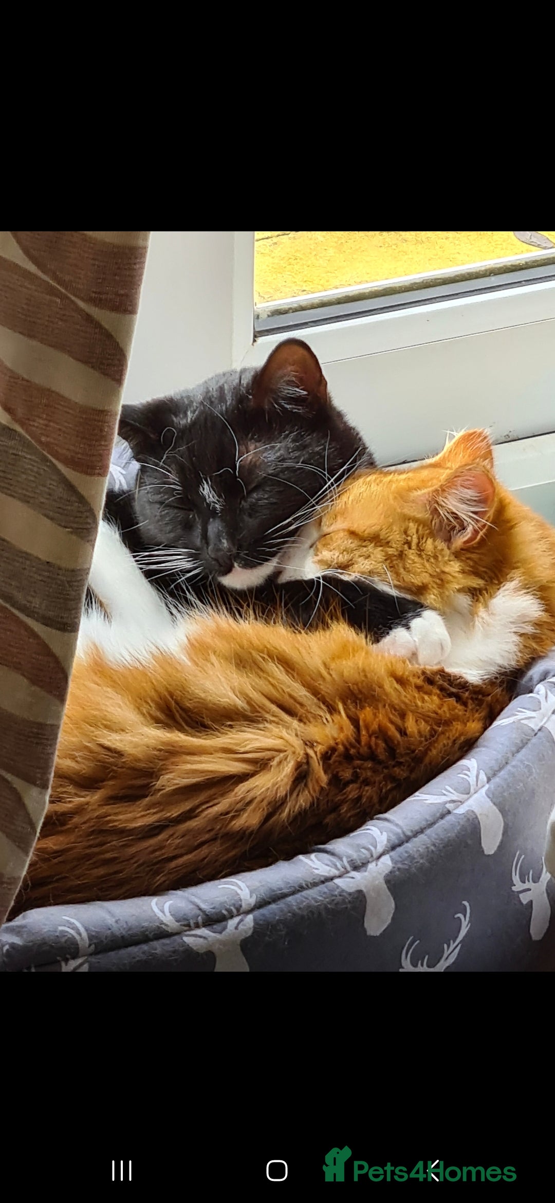 Mixed Breed cats for sale: Beautiful cats need new home! - Image 4