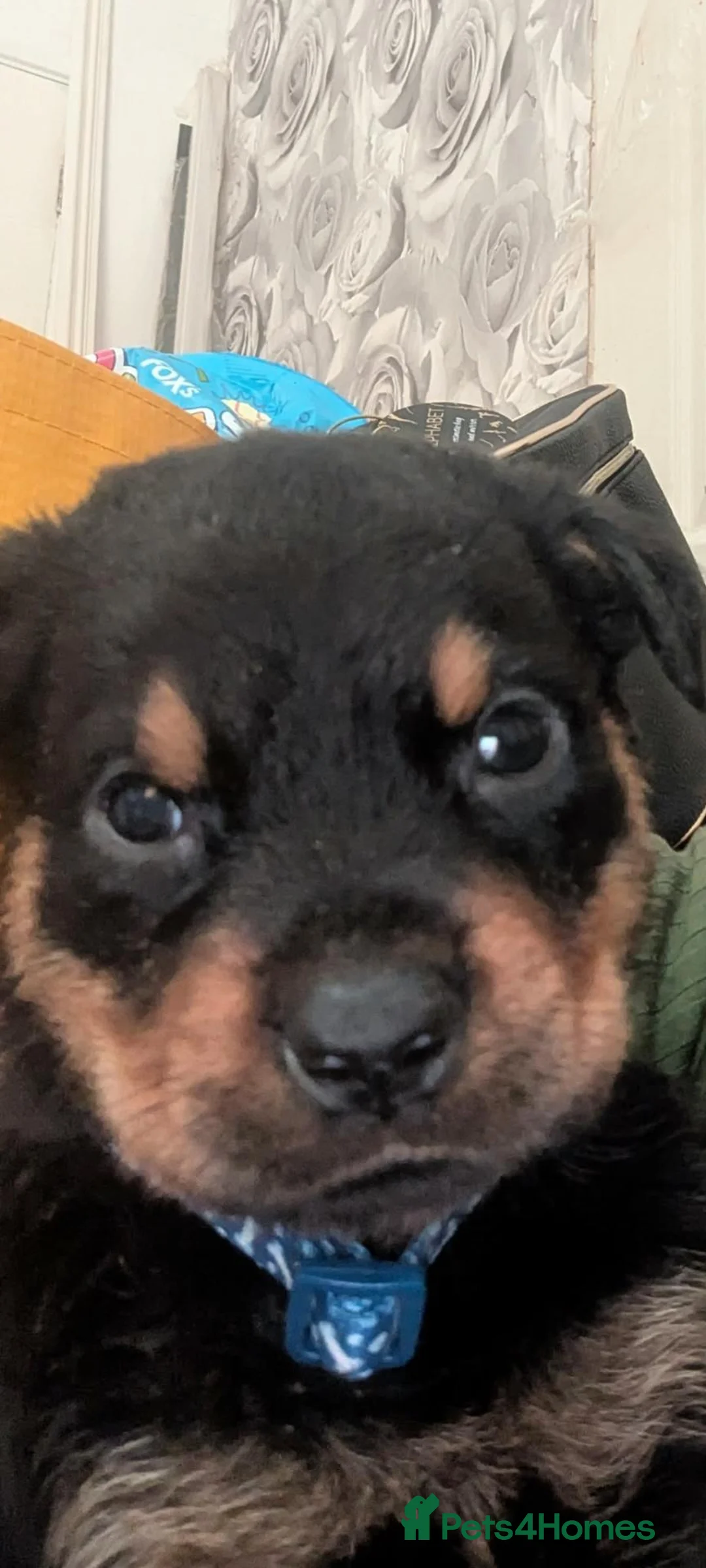 Mixed Breed dogs for sale: Border collie cross rottweiler puppies in Swindon - Advert 8