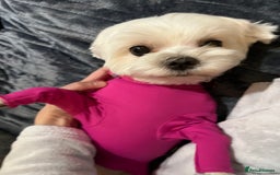 Maltese dogs for sale: KC Reg Korean Maltese girls - Image 25