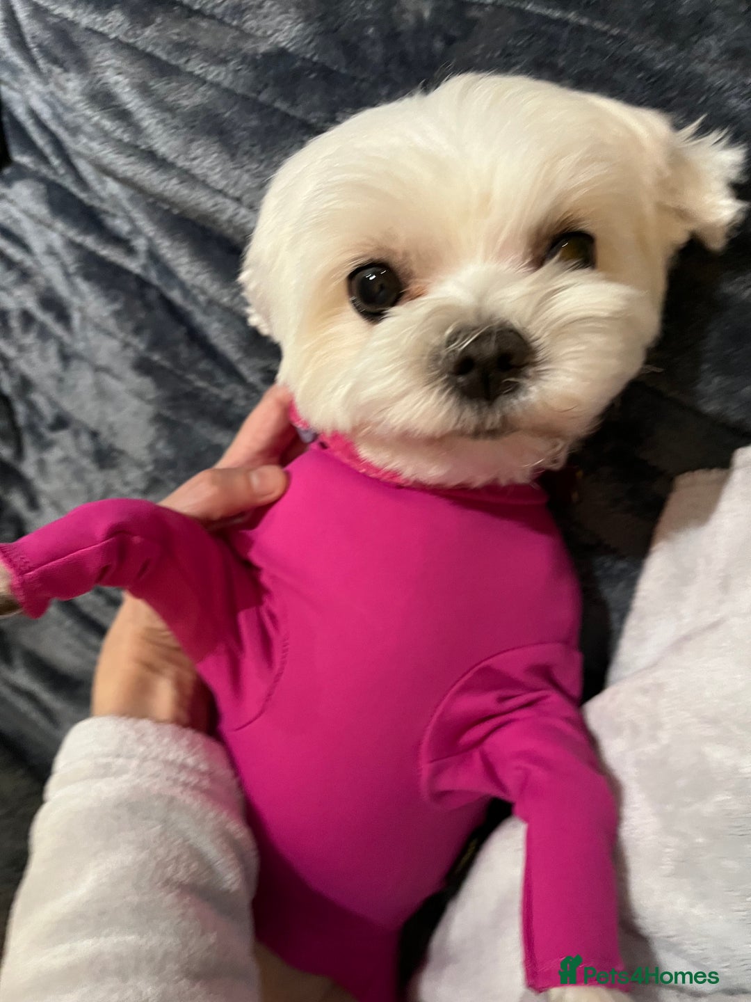 Maltese dogs for sale: KC Reg Korean Maltese girls - Image 25